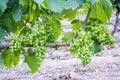 Bunches of grapes on the plant during the setting phase. Agriculture