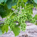 Bunches of grapes on the plant during the setting phase. Agriculture