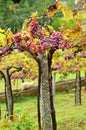 Bunches of grapes in vineyards in the Galicia way. Spain Royalty Free Stock Photo