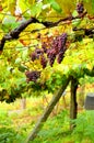 Close up of bunches of grapes in vineyards in the Galician way. Spain Royalty Free Stock Photo