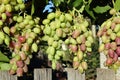 bunches of grapes ripen in the bright sun. country life Royalty Free Stock Photo