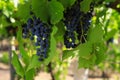 Bunches of grapes ripen under the scorching sun Royalty Free Stock Photo