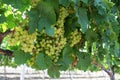 Bunches of grapes ripen on the vine, summer day. Selective focus Royalty Free Stock Photo
