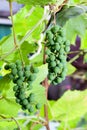 Bunches of grapes ripen