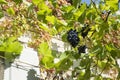 Bunches of grapes under roof of house