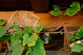 Bunches of grapes under a wooden roof against the background of a fishing net