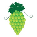 Bunches of grapes. Vector