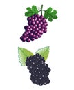 Bunches of grapes