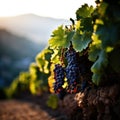 a bunches of grapes on a vine