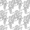 Bunches of grapes. Vine. Seamless pattern. Vector line drawing on white or transparent background. Grapevine. Floral background