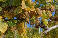 Bunches of grapes on the vine stocks Royalty Free Stock Photo