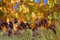 Bunches of grapes in Alsace vineyards Royalty Free Stock Photo