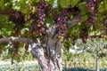 Grapes in the vineyard