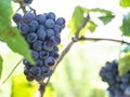 Bunches of grapes in a vineyard in a rural garden Royalty Free Stock Photo