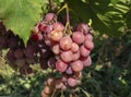 Bunches of grapes in a vineyard in a rural garden Royalty Free Stock Photo