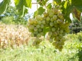 Bunches of grapes in a vineyard in a rural garden Royalty Free Stock Photo