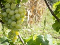 Bunches of grapes in a vineyard in a rural garden Royalty Free Stock Photo