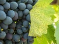 Bunches of grapes in a vineyard in a rural garden Royalty Free Stock Photo