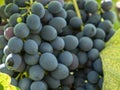 Bunches of grapes in a vineyard in a rural garden Royalty Free Stock Photo