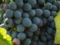 Bunches of grapes in a vineyard in a rural garden Royalty Free Stock Photo