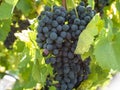 Bunches of grapes in a vineyard in a rural garden Royalty Free Stock Photo