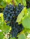 Bunches of grapes in a vineyard in a rural garden Royalty Free Stock Photo