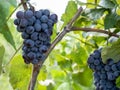 Bunches of grapes in a vineyard in a rural garden Royalty Free Stock Photo