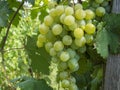 Bunches of grapes in a vineyard in a rural garden Royalty Free Stock Photo