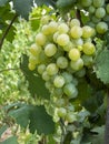 Bunches of grapes in a vineyard in a rural garden Royalty Free Stock Photo