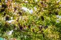 Bunches of grapes for Wine Production Growing At Vineyard Against Sky