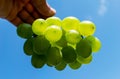 Bunches of grapes. Yellow and green grapes held by hand. In the background you can see a beautiful blue sky with clouds Royalty Free Stock Photo