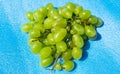 Bunches of grapes. Yellow and green grapes. Subject isolated on a blue background Royalty Free Stock Photo