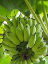 Bunches of green bananas. Royalty Free Stock Photo