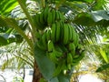 Bunches of green bananas on a banana tree Royalty Free Stock Photo