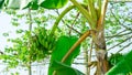 Bunches of green bananas on a banana tree.sky background Royalty Free Stock Photo