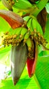 Bunches of green bananas on a banana tree. Royalty Free Stock Photo