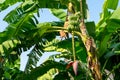 Bunches of green bananas Royalty Free Stock Photo