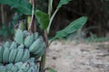 Bunches of green bananas growing in a tropical rain Royalty Free Stock Photo