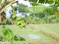 bunches of green bananas hanging on a banana tree. tropical fruit plant Royalty Free Stock Photo