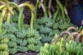 Bunches of green bananas in a market. Royalty Free Stock Photo