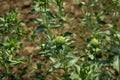 The bunches green flower and that not blooming safflower