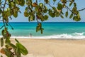 Beach grape growing near oceanfront