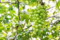 Bunches green grape in vineyard Royalty Free Stock Photo