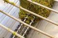 Bunches of green grapes crushed by industrial grape crusher machine in winery