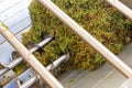 Bunches of green grapes crushed by industrial grape crusher machine in winery