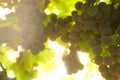 Bunches of green grapes hang on the vine, illuminated by the rays of the sun. selective focus and blur Royalty Free Stock Photo