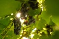 Bunches of green grapes hang on the vine, illuminated by the rays of the sun. selective focus and blur Royalty Free Stock Photo