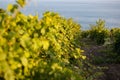 Bunches of grapes, leaves and branches at sunset on a grape field on south of Russia