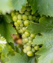 Bunches of grapes, leaves and branches at sunset on a grape field on south of Russia Royalty Free Stock Photo