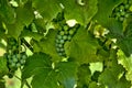 Many bunches of green grapes Royalty Free Stock Photo